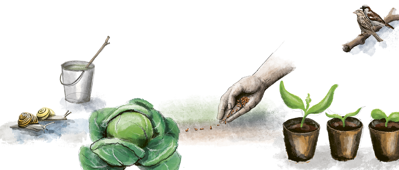Illustration mit Aussaat, Setzlingen, Kohl und V&ouml;geln