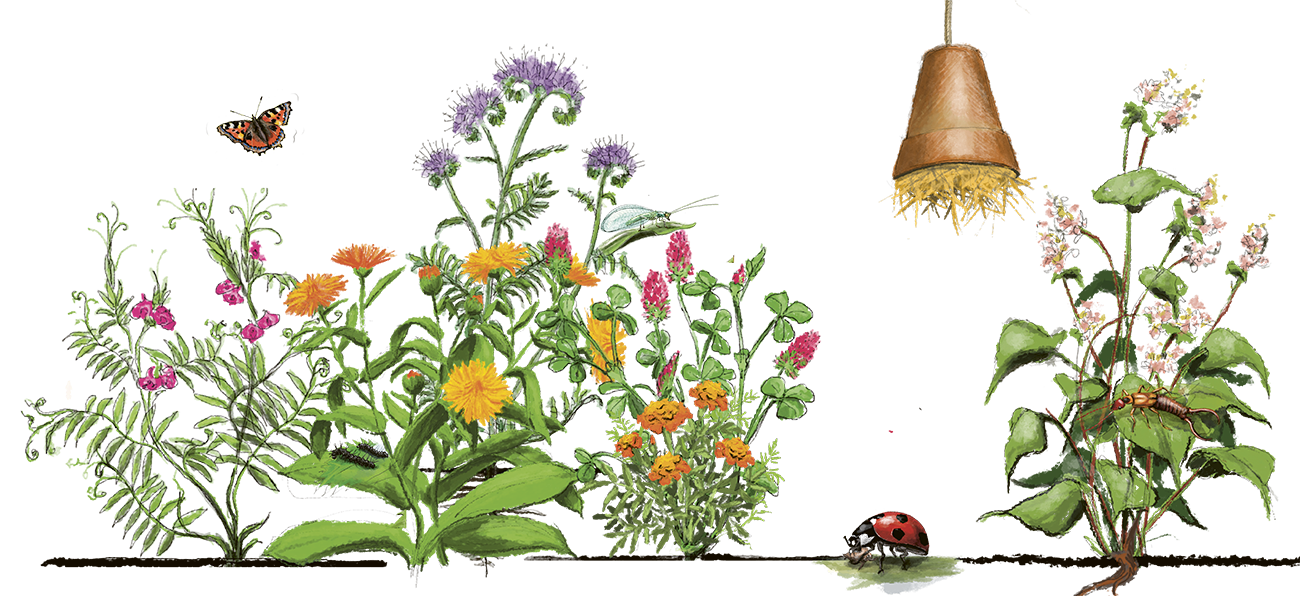 Illustration mit Bl&uuml;hpflanzen, Schmetterling und N&uuml;tzlingen